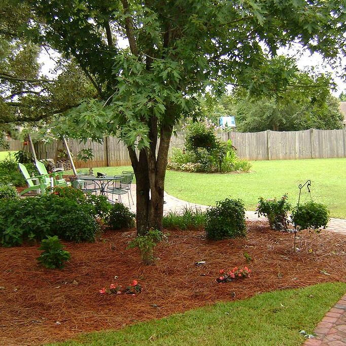 display of new pine straw under a heavily shadowed tree